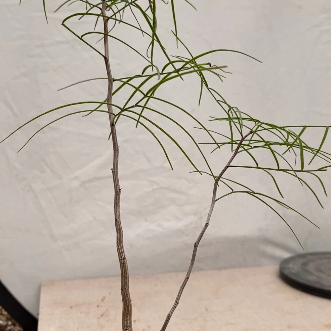 帕卡裂榄实生带盆