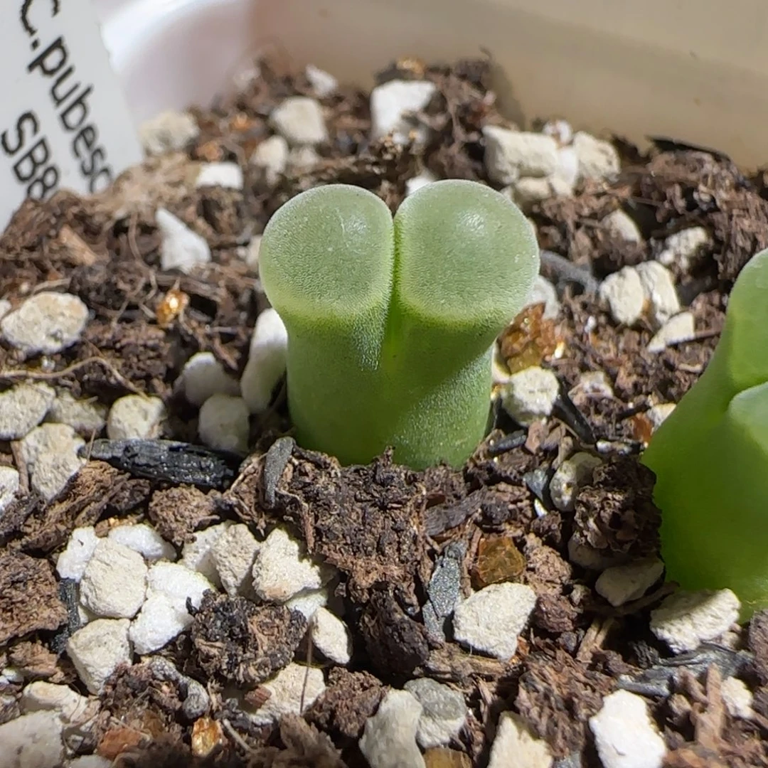 肉锥多肉植物组合-极窗948