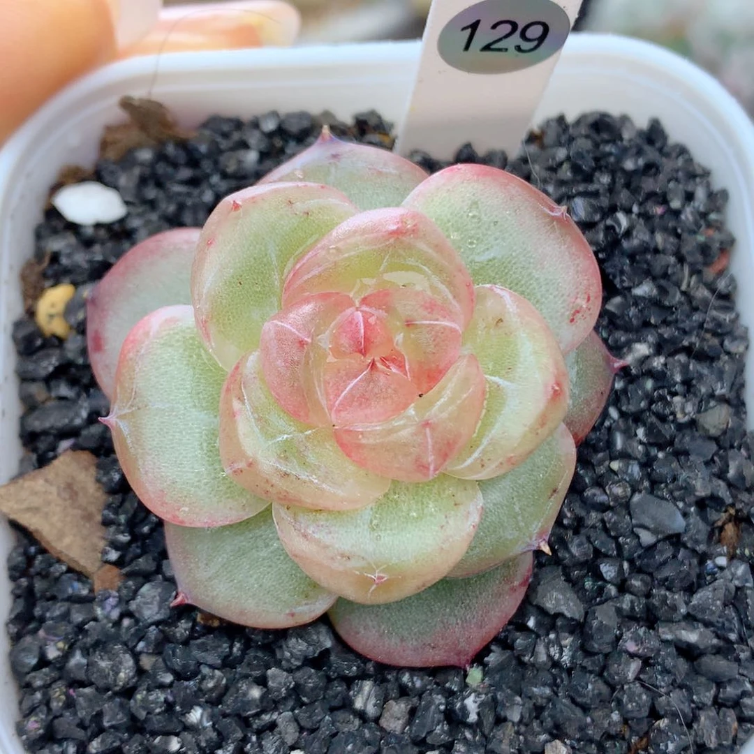 58包邮  群生不包整129