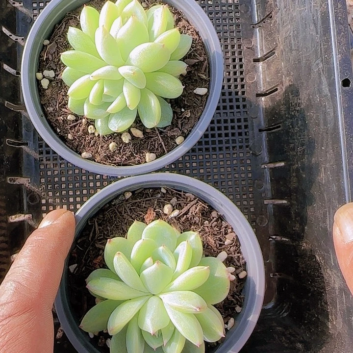 花时光精品多肉74