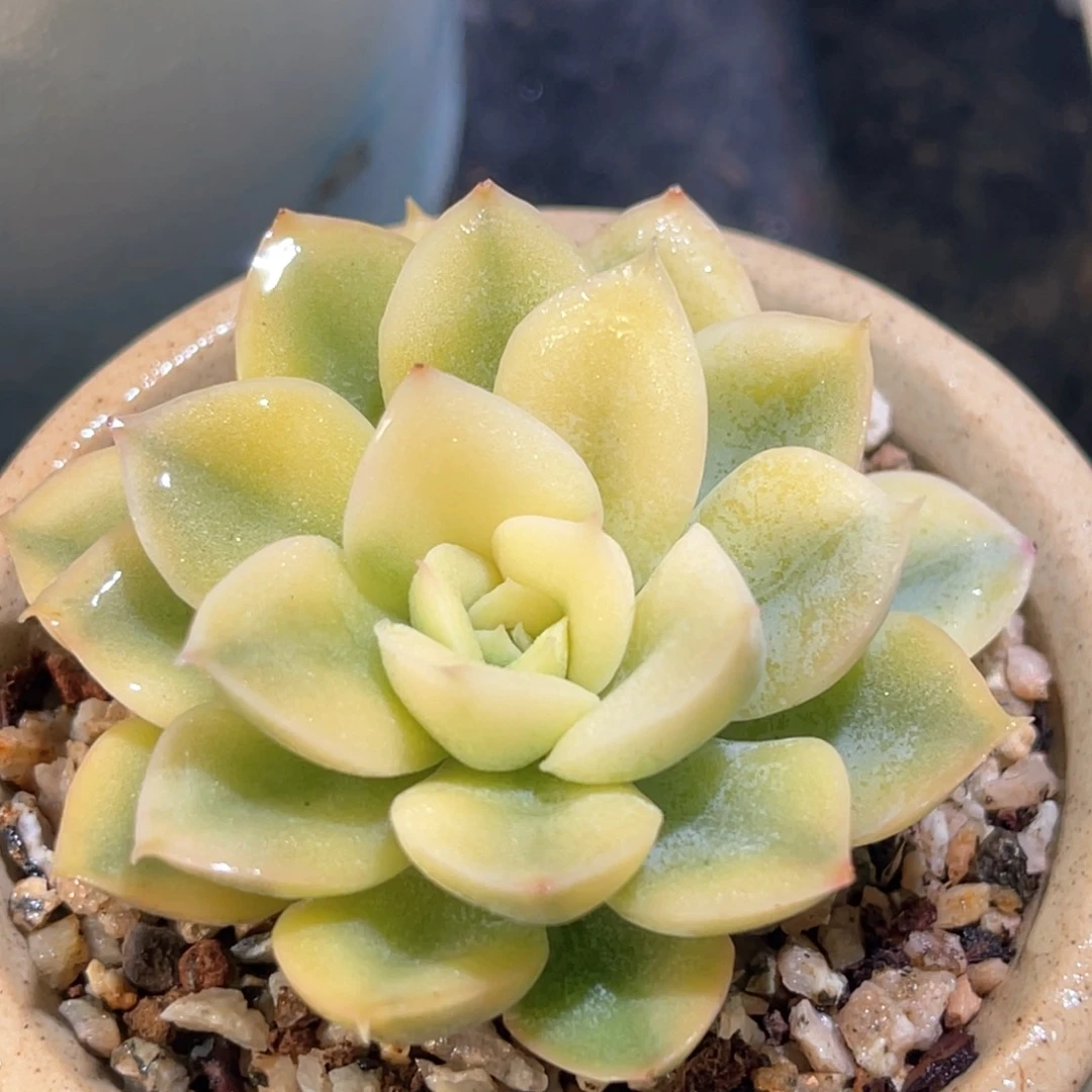 多肉特价抹茶菩提锦头盖