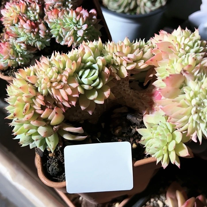 幸运的是我的朋友