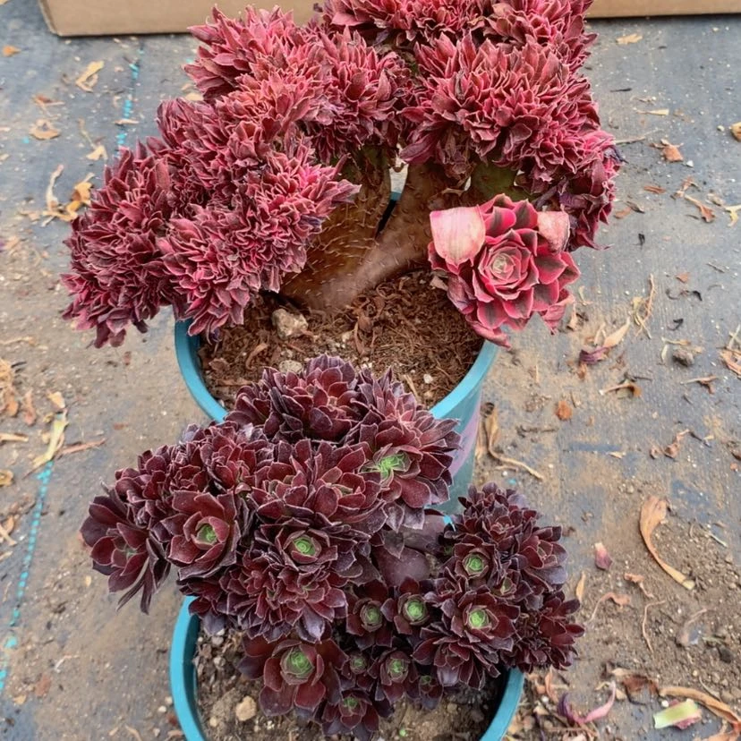 【闪购商品】瑕疵不售后056