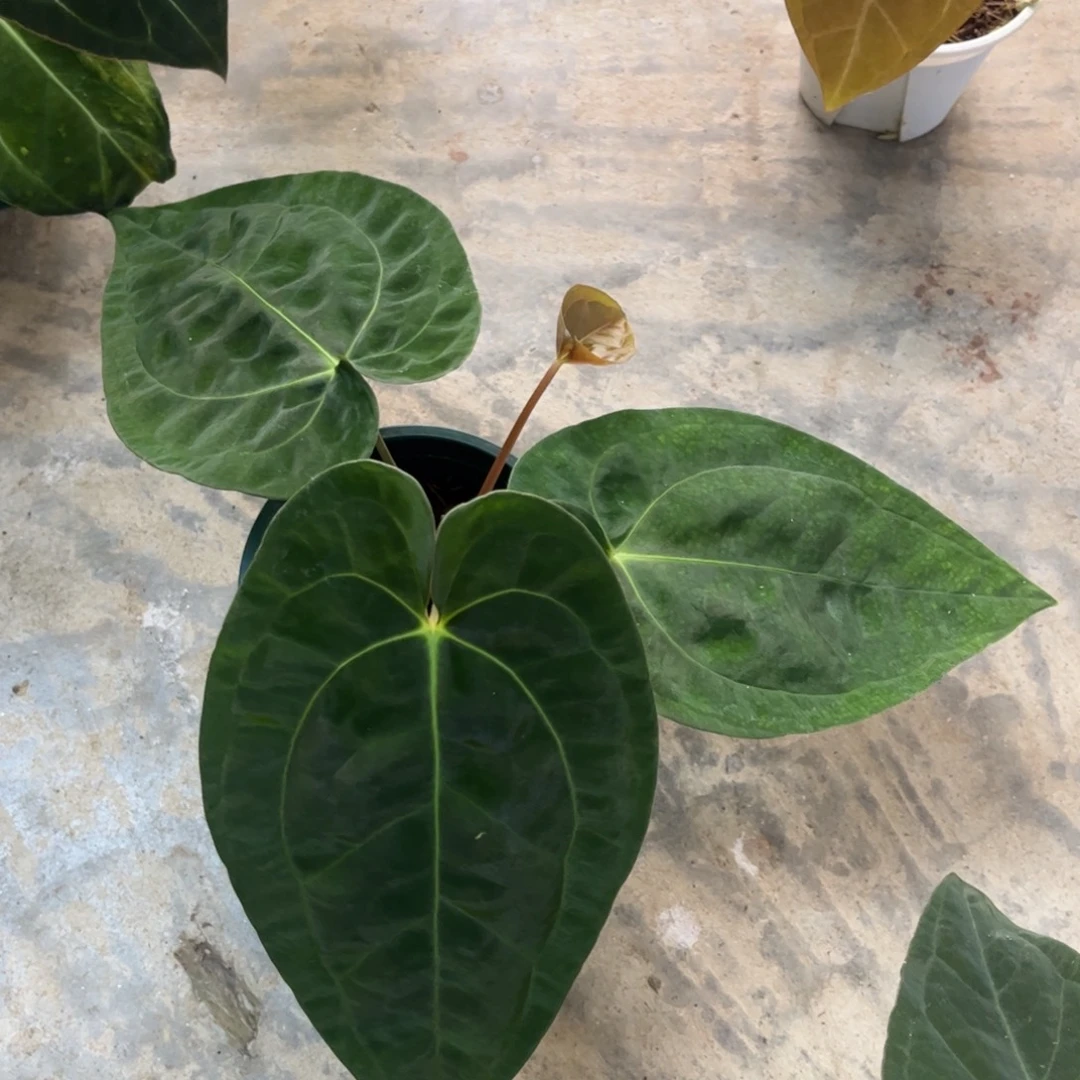 无花朵黑丝绒杂（活动无售后