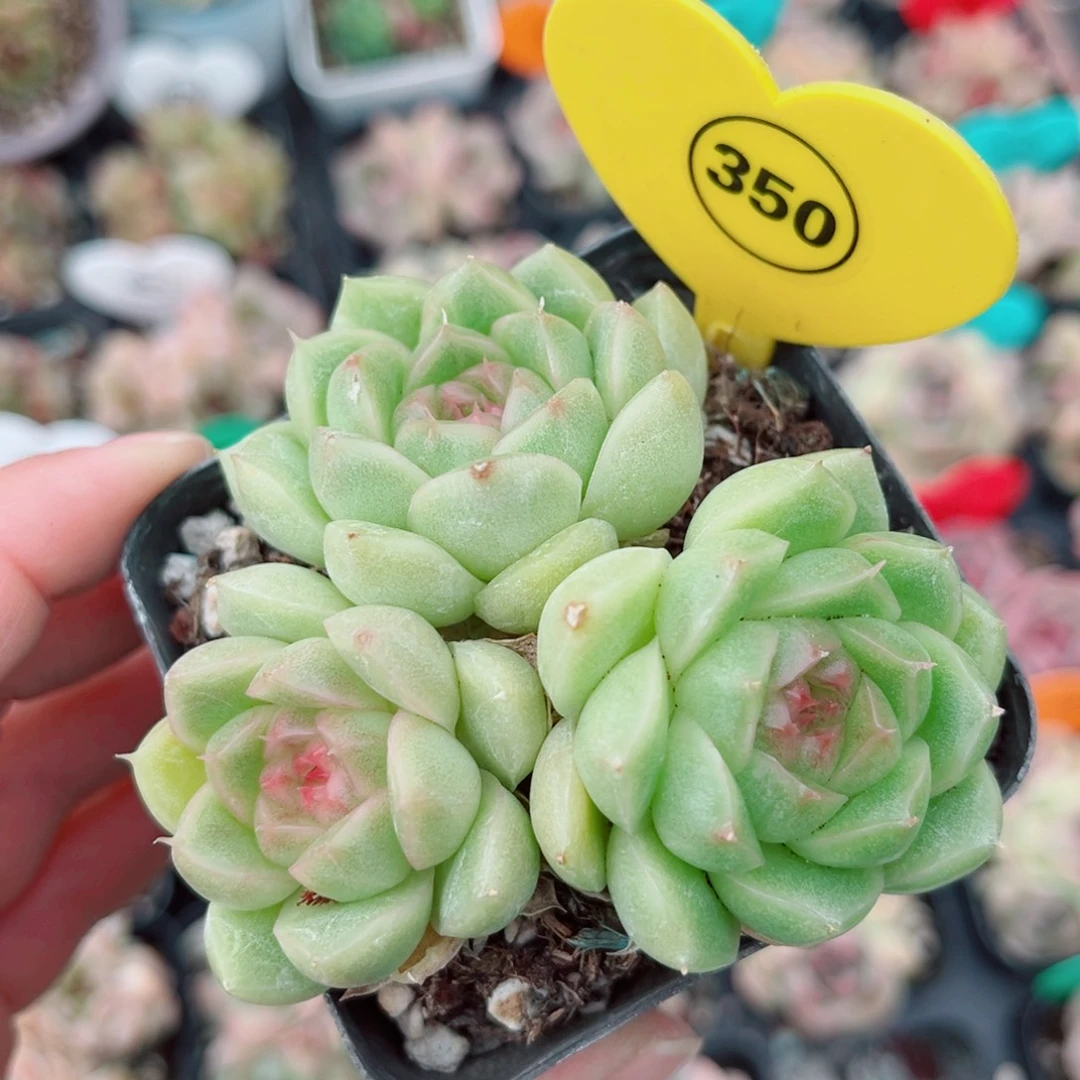350号小老桩新品珍妮群