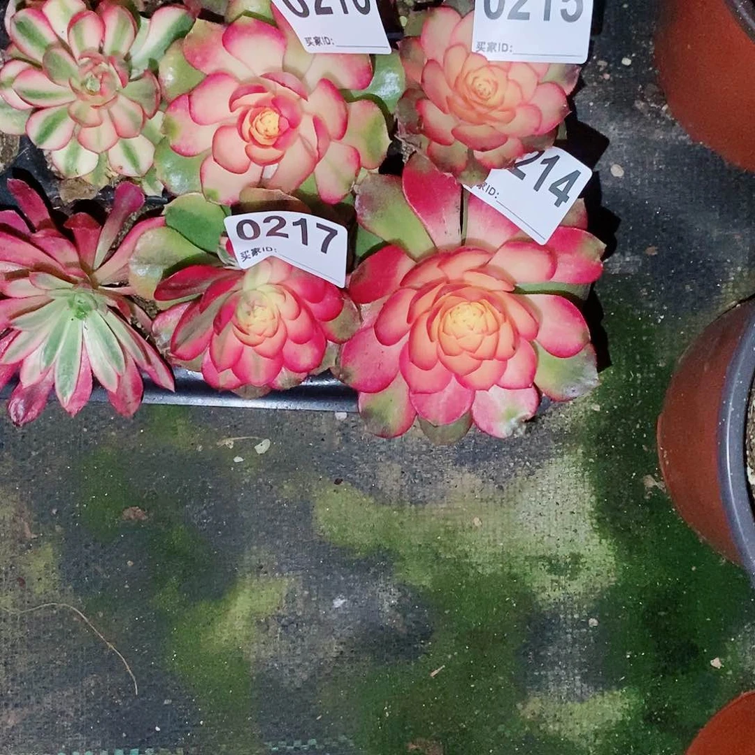 触****乐荔枝苗214215216217多肉1111