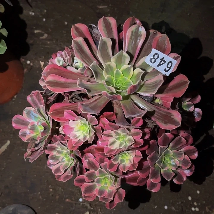 648美杜莎多肉植物不售后