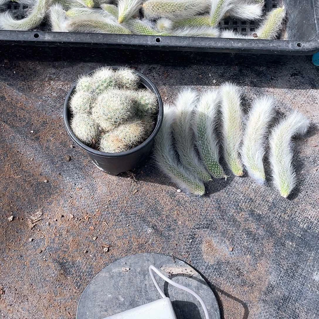 开****天六根超长毛加芳香丸