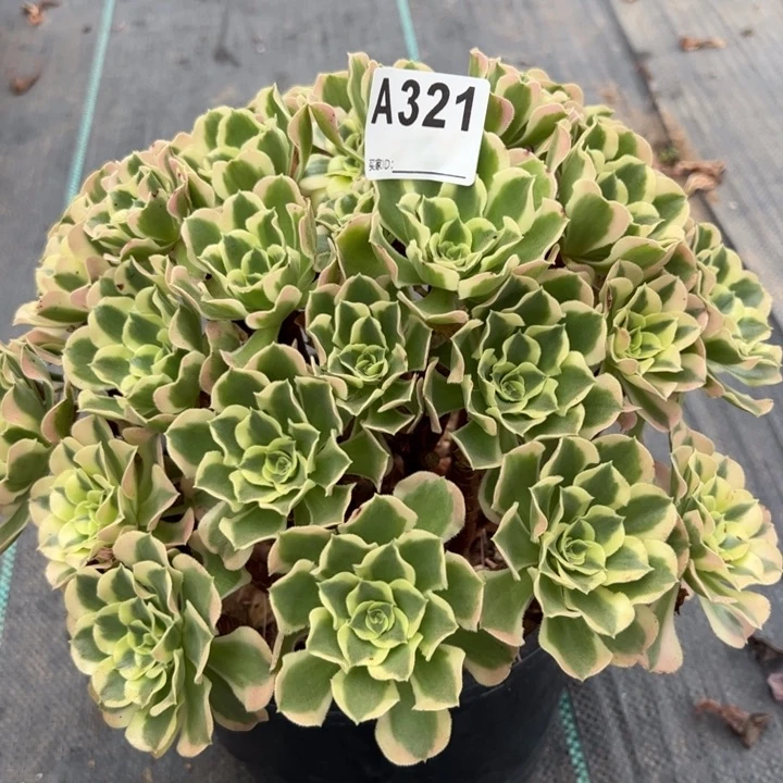 321白凤30厘米左右