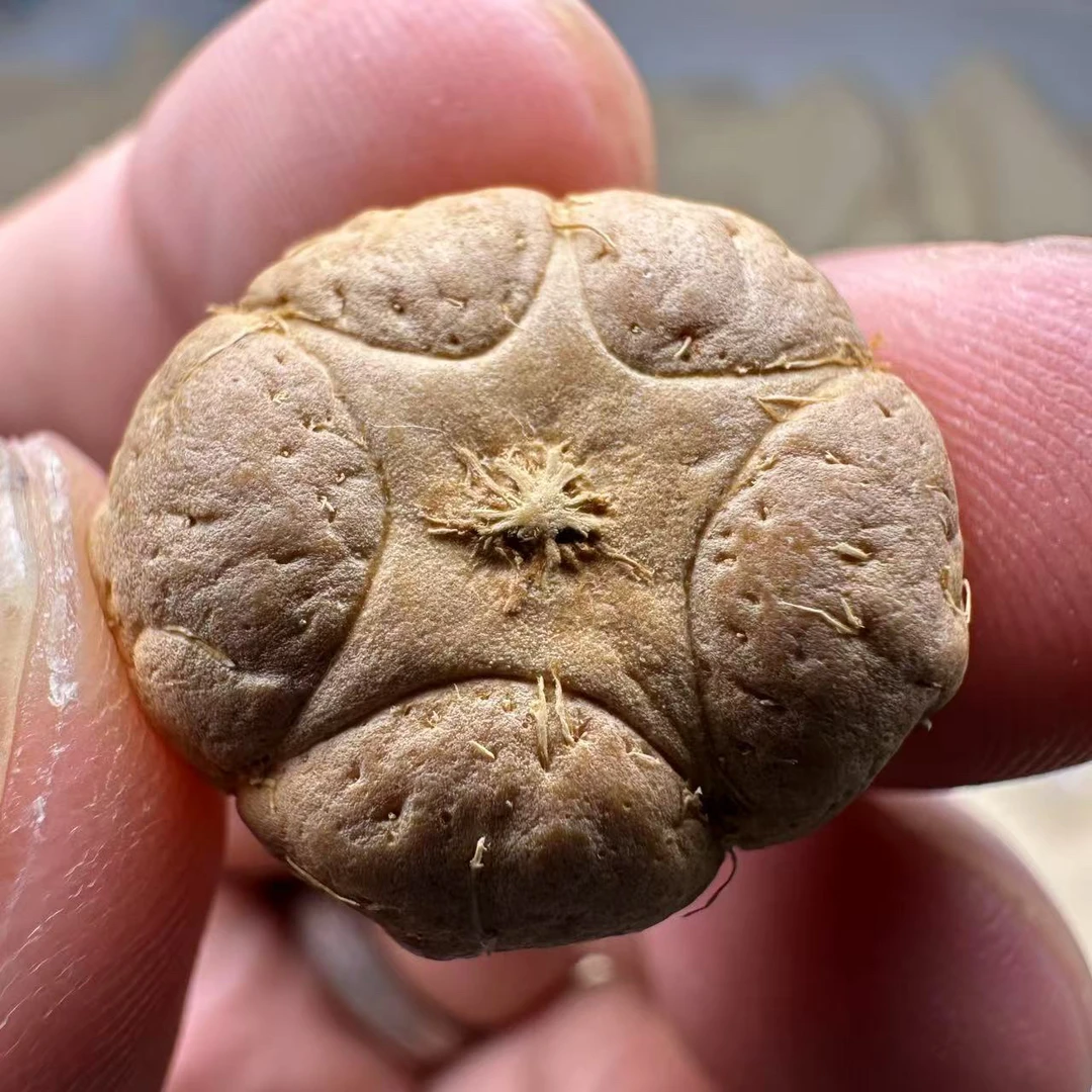 尼泊尔五星菩提，尺寸22，厚度13，sss系列