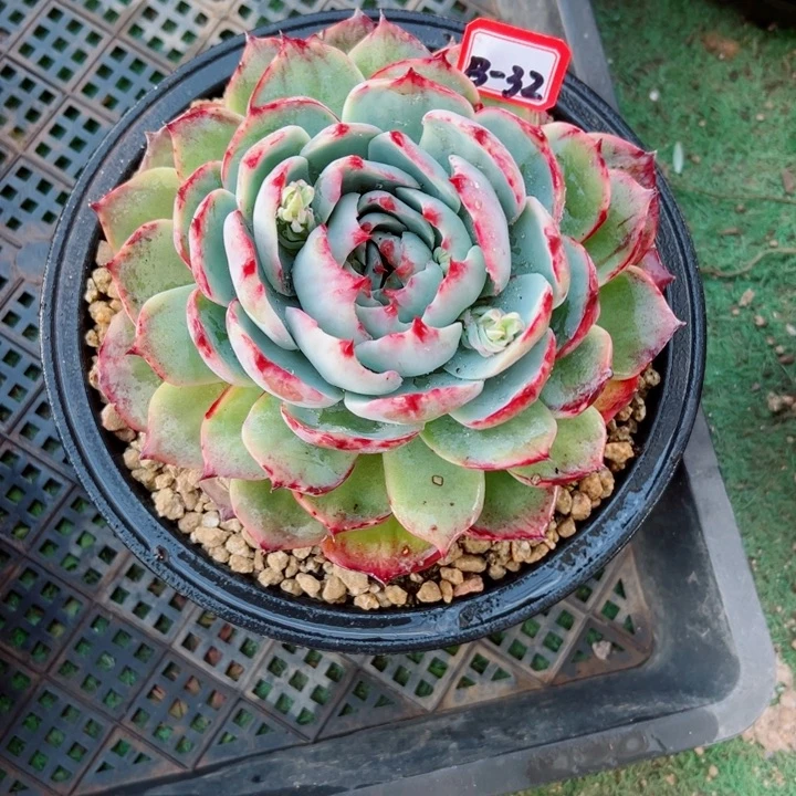 郭**°精品多肉植物老桩