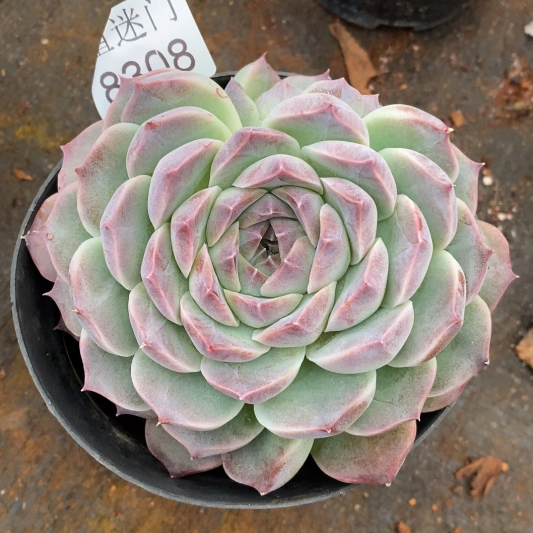 草***霉杂交精品多肉8308~12厘米