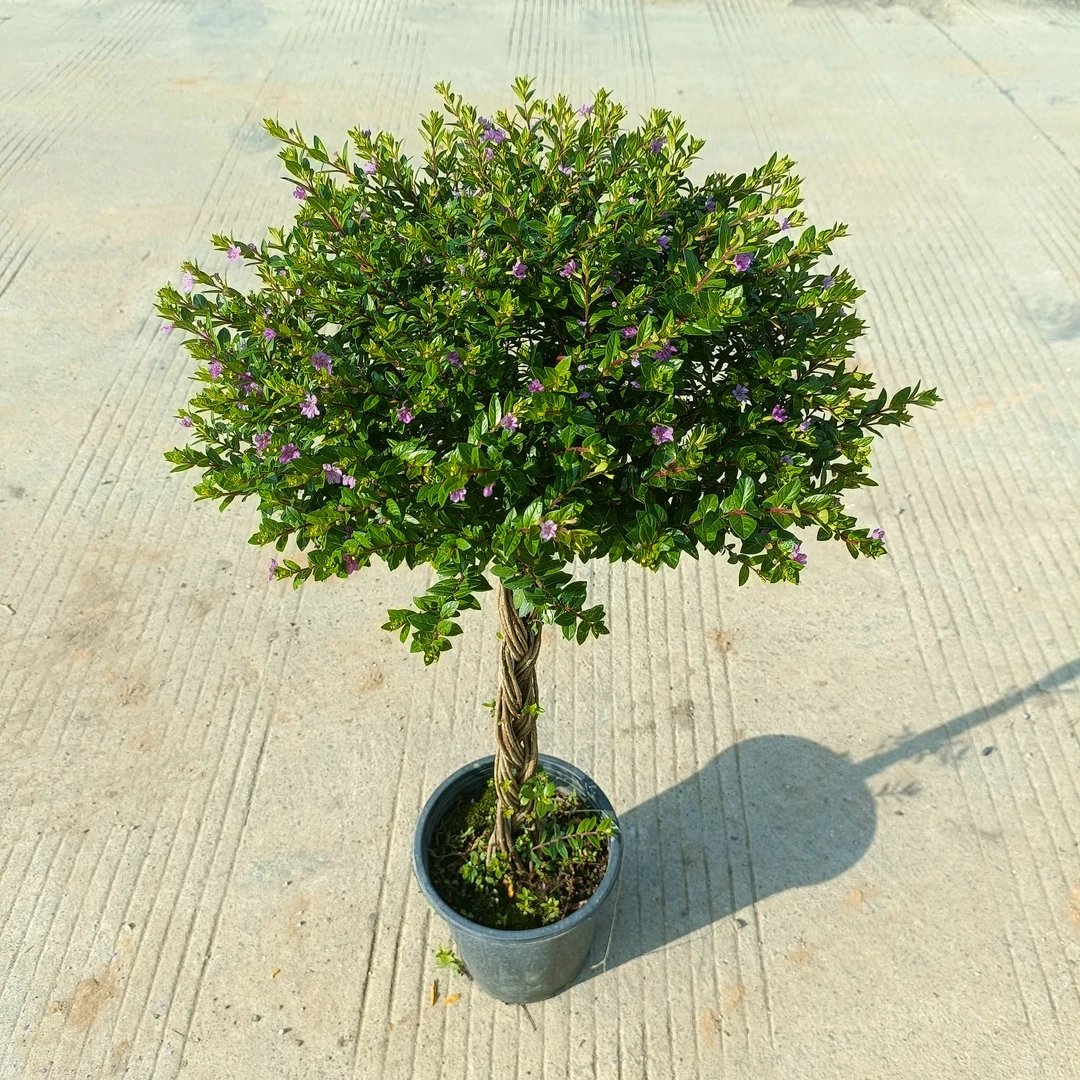 直播福利款：高60-70cm满天星棒棒糖盆栽带花苞四季开花庭院室内外