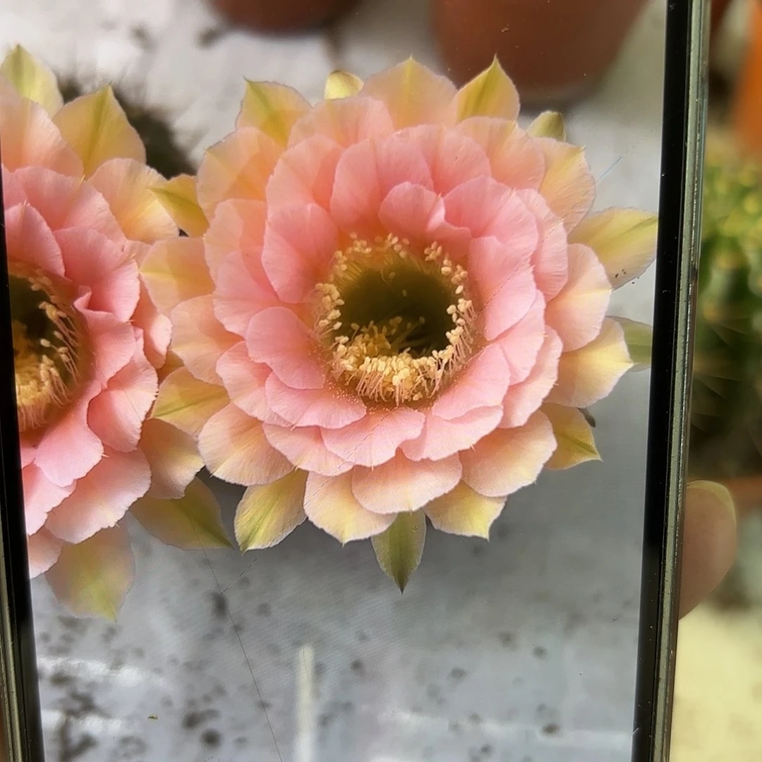 彩草美人鱼8公分左右