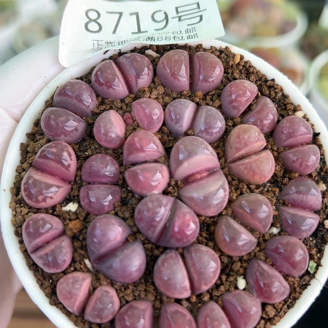 好养易活生石花大母本8719