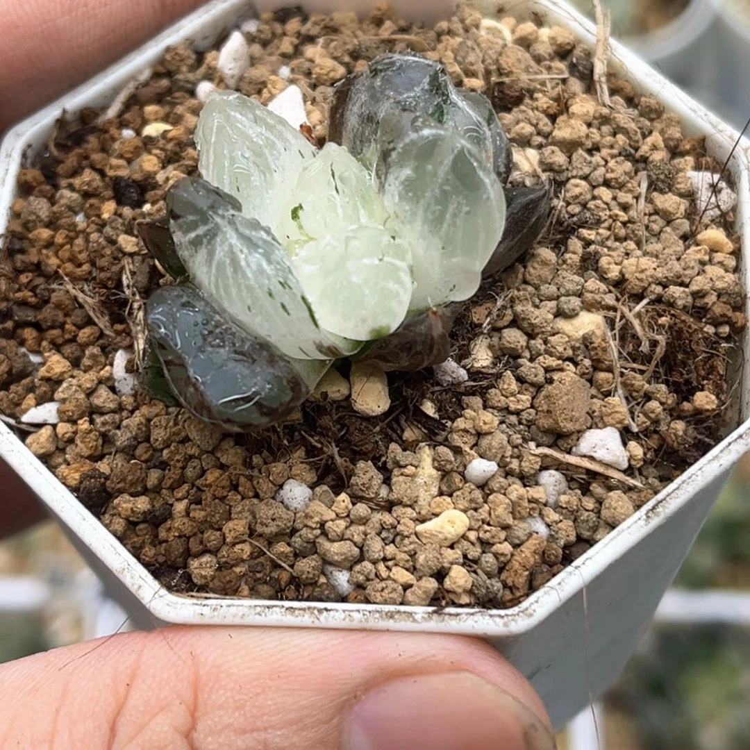 杨*24白水晶锦发发发发发发