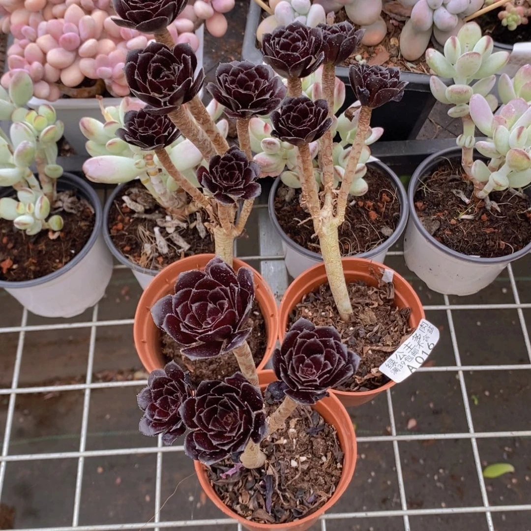 法师3棵多肉植物
