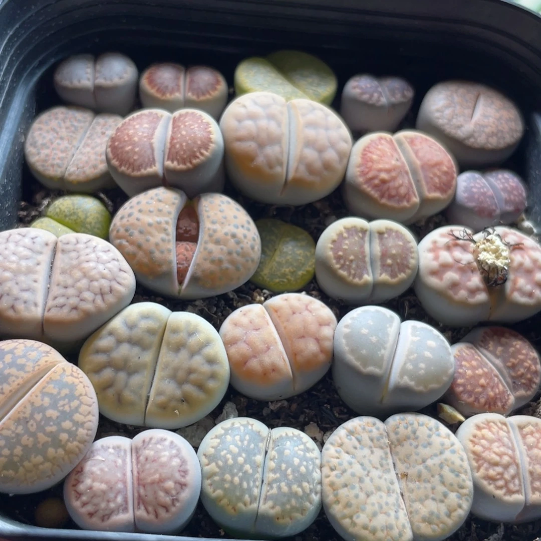 大盆特价一物一拍～36