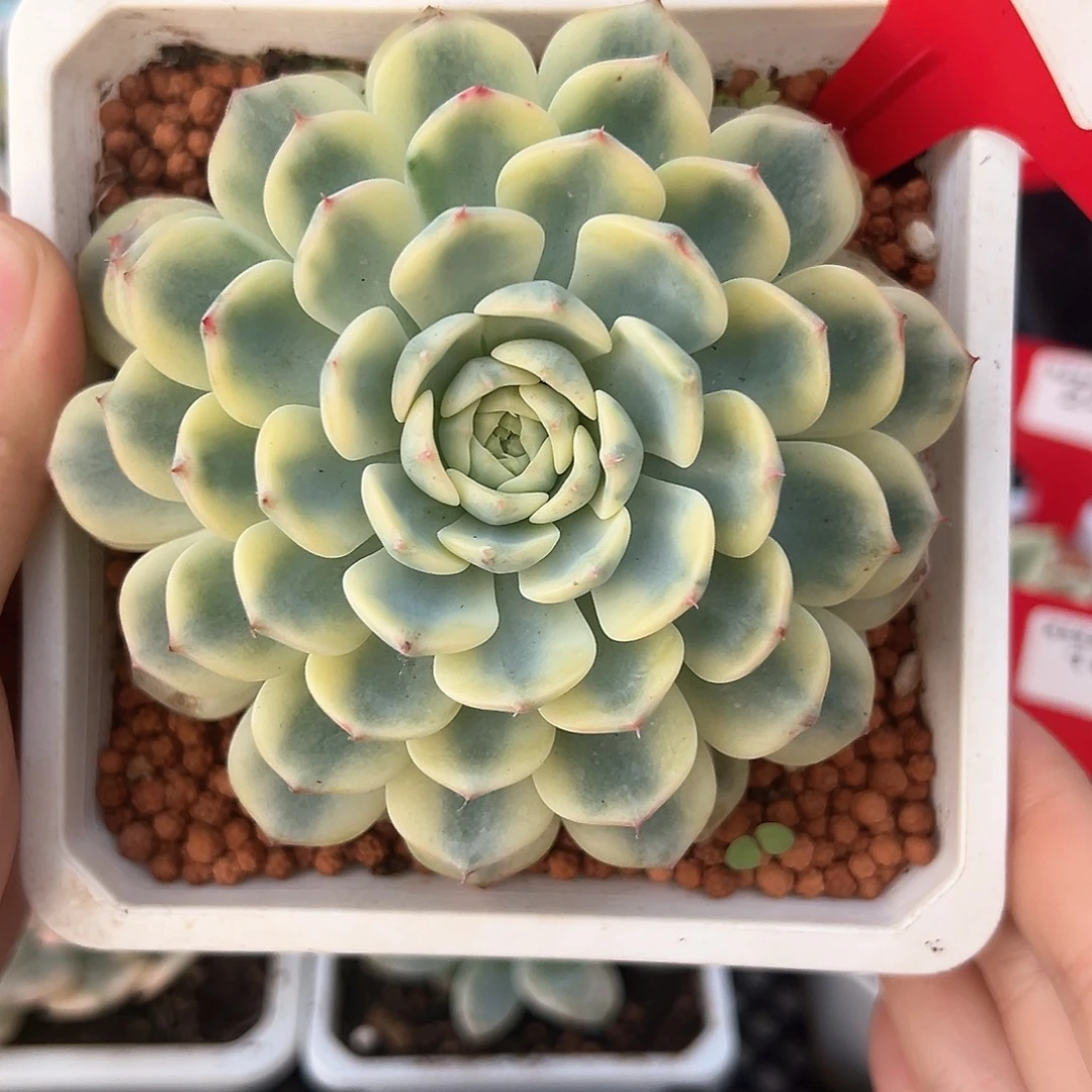 34号姬莲锦多肉植物