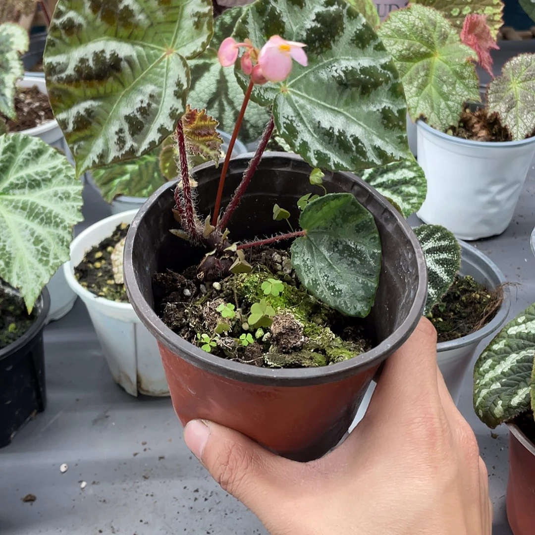 完全开放原生凉山