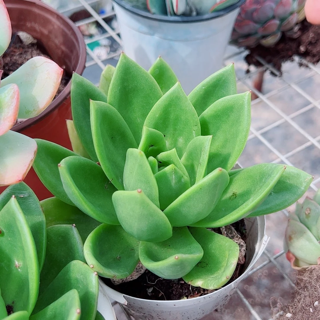 翠花大单头精控精养