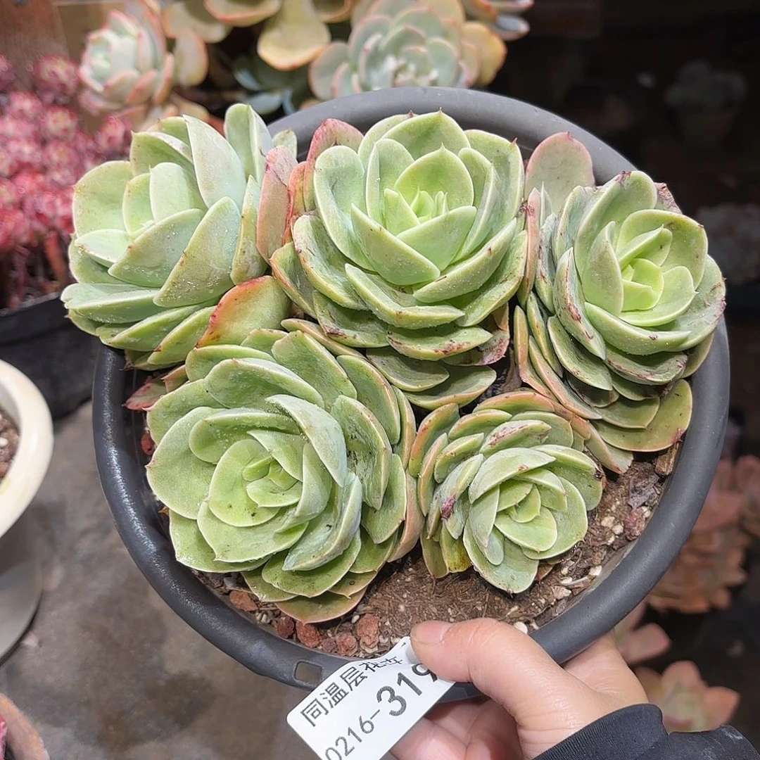 同温层多肉星娜塔319