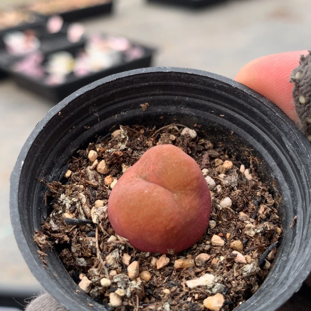 阿760正版水蜜桃母本