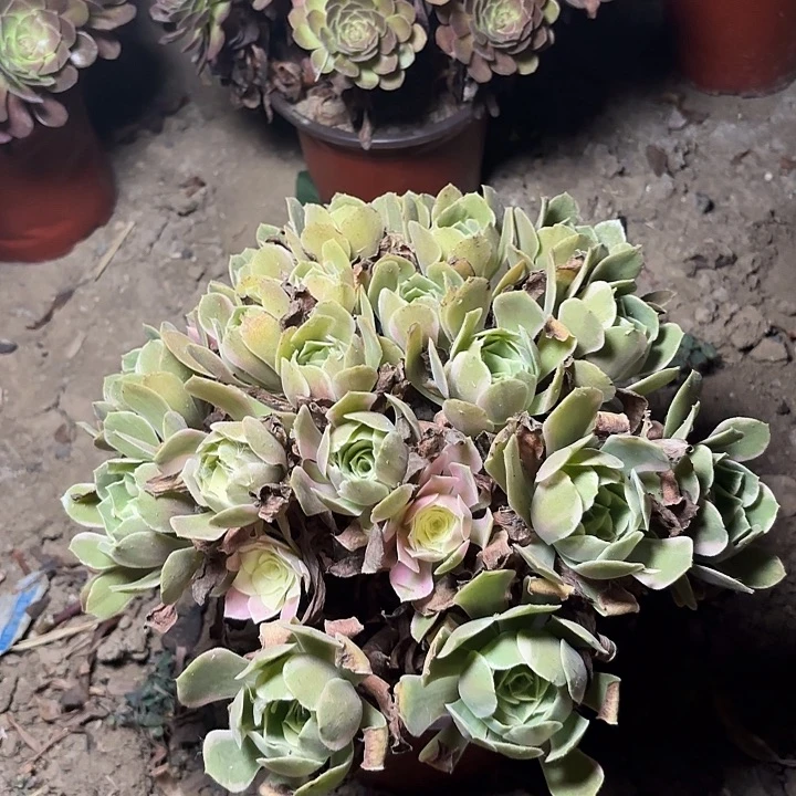 多肉植物法师女妖48