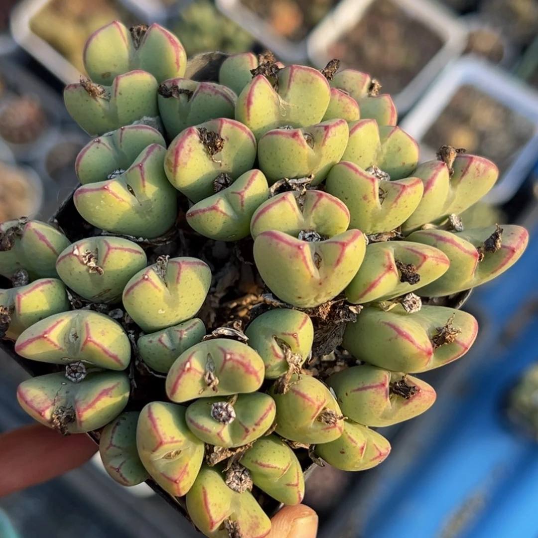 多肉植物111111111111