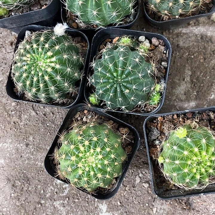 7个小丽花，2-4公分左右