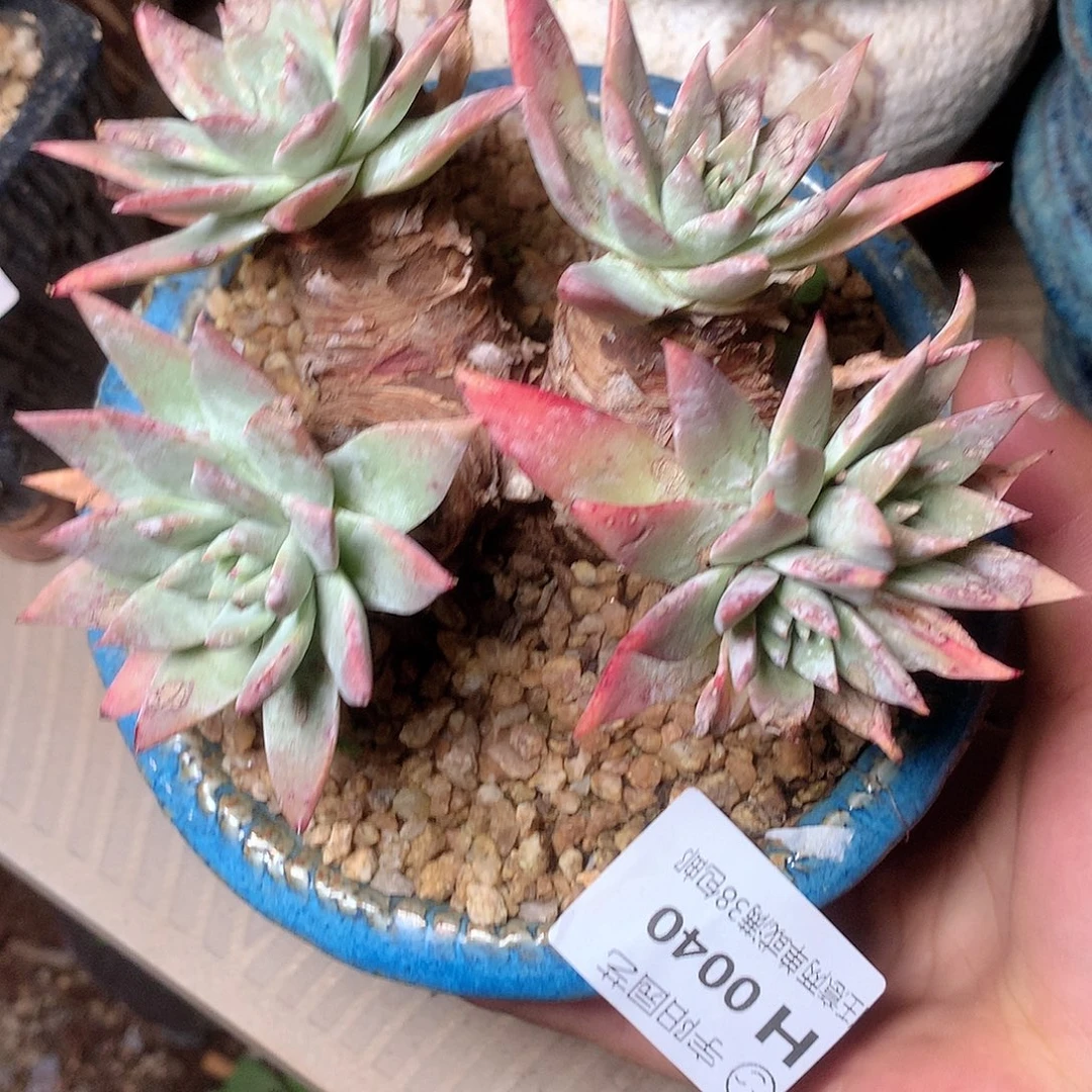 0040白雪仙女杯多肉