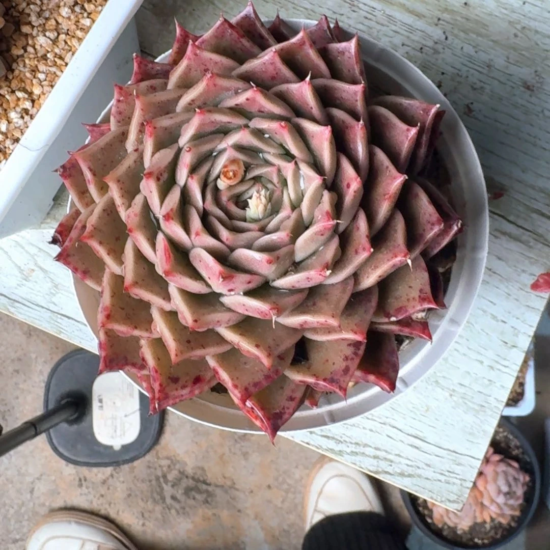 专拍链接多肉精品草莓蛋糕