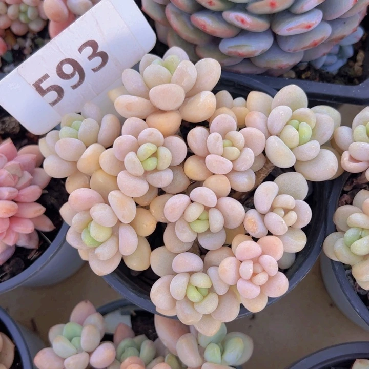 健健康康平平安安