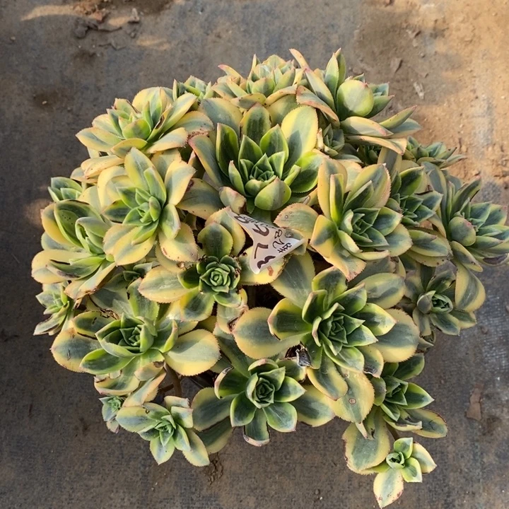 星爆多肉断头不包768