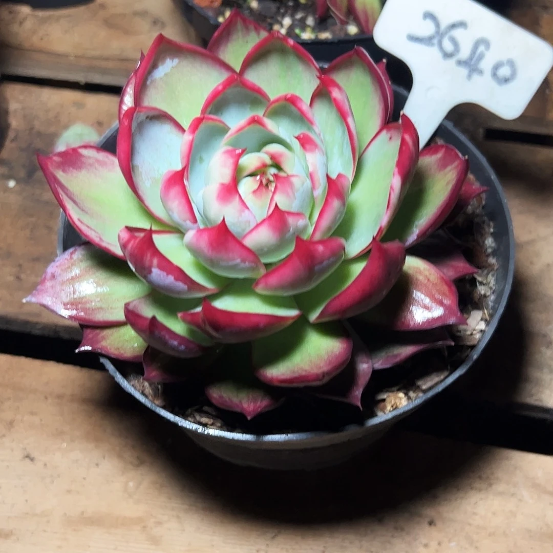 惊鸿仙子一物一拍2640号