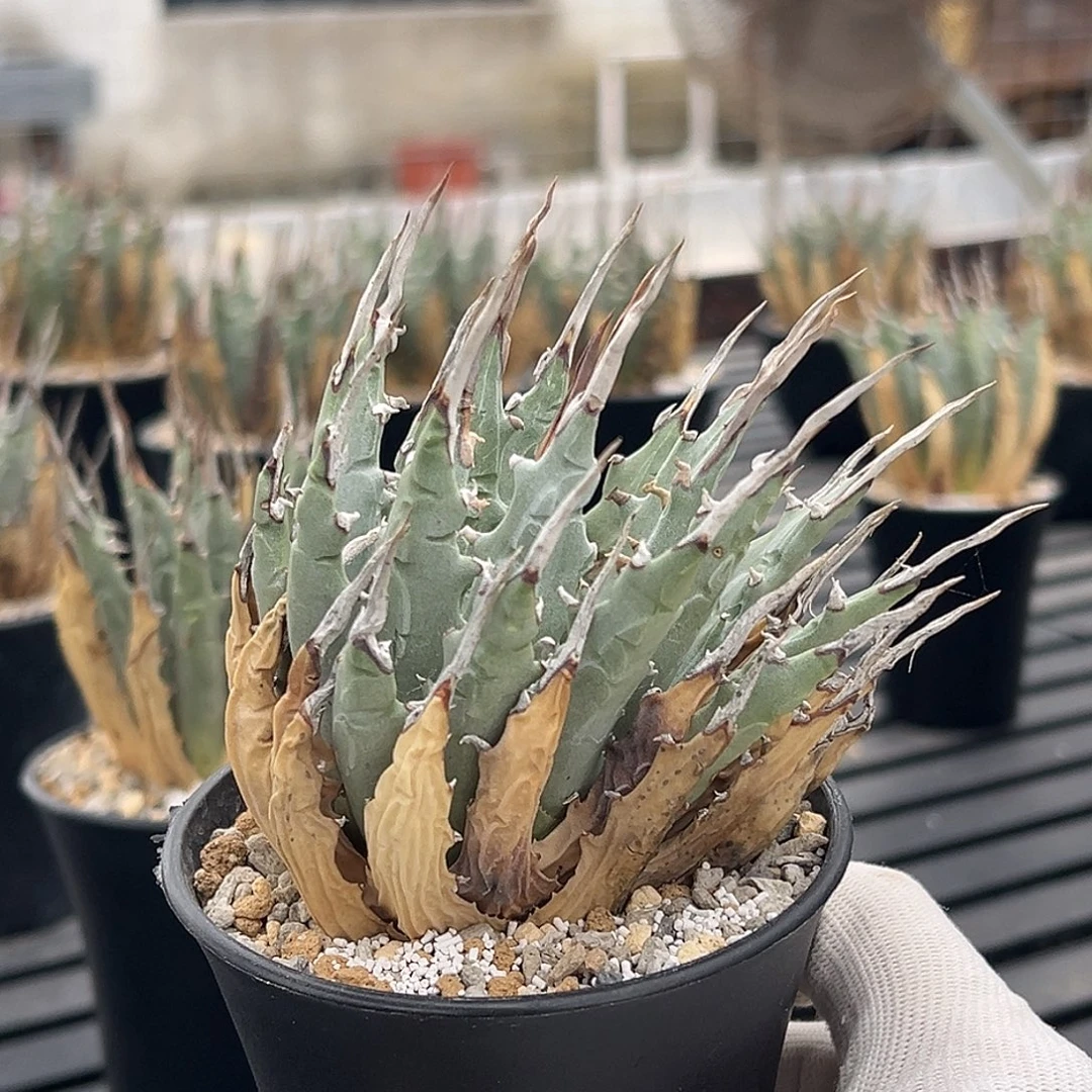 无花朵妖炎熟桩带盆 8折价 风吹式