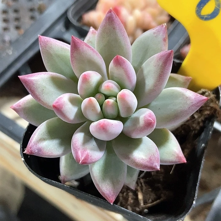 多肉植物虞美人628