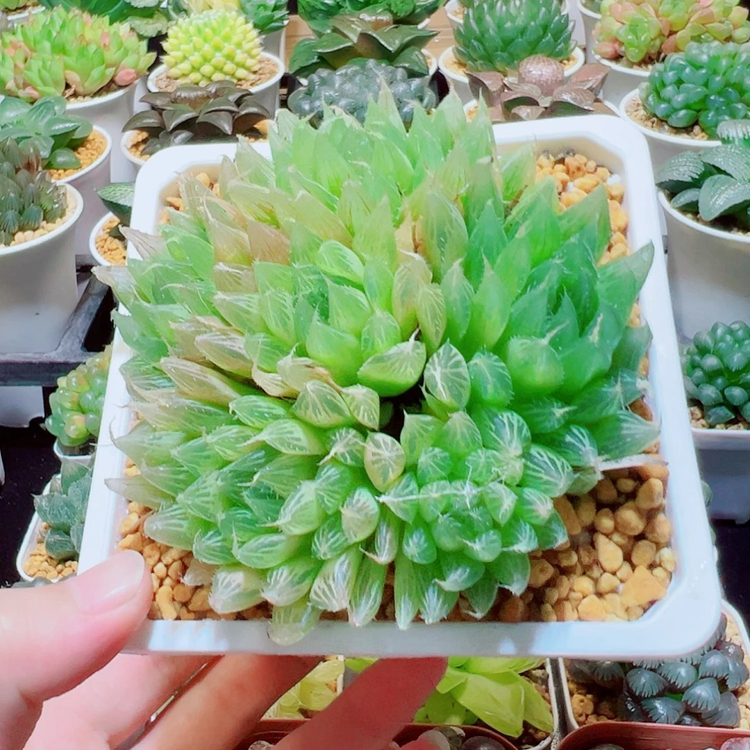 直播间,三角琉璃莲群,25.8