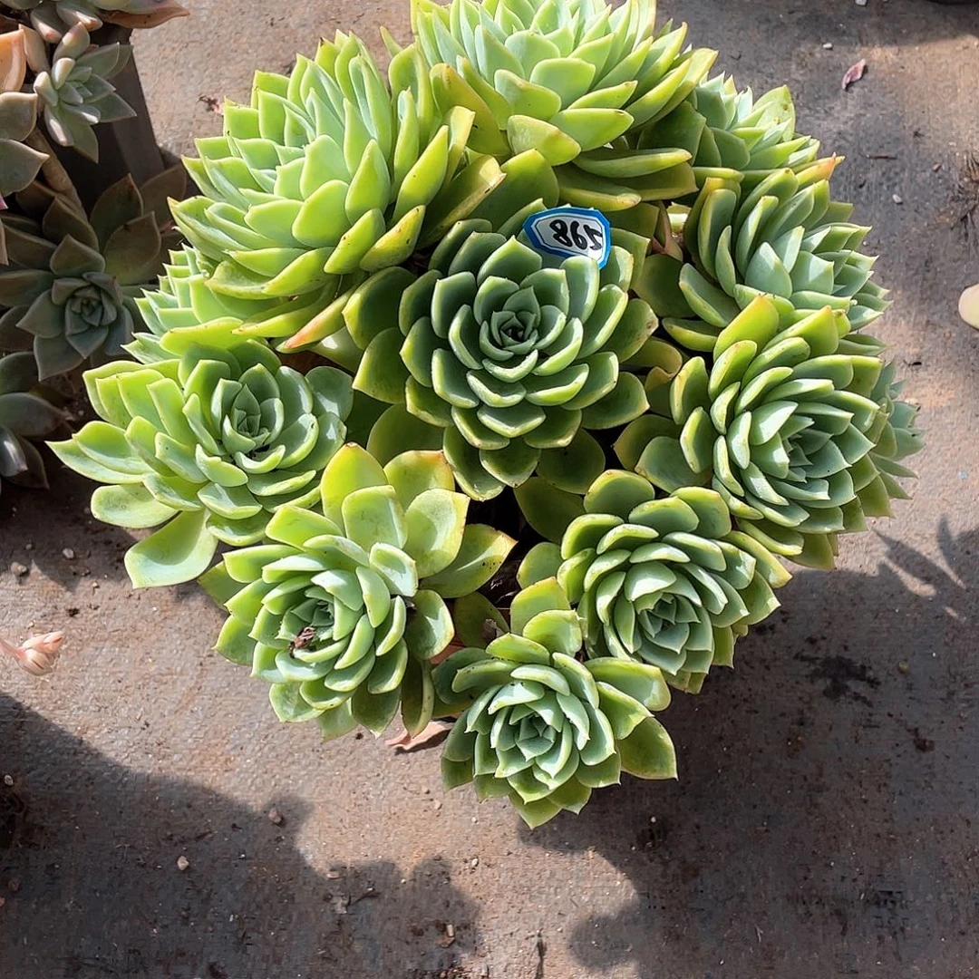 865三色堇一物一拍多肉