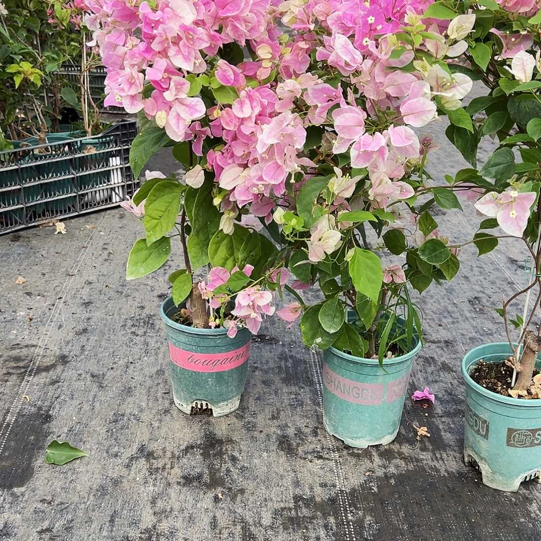 大部分花苞少量开放广红英带竹一颗