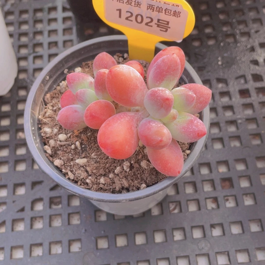 1202号 胖大星双头