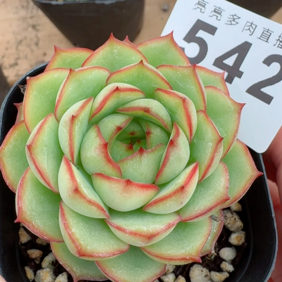 梦幻            精美多肉植物