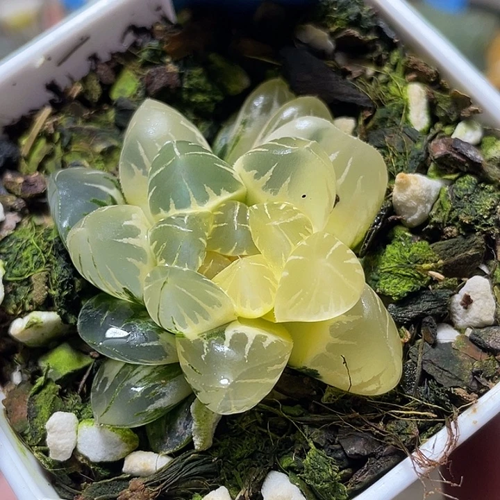 多***宝531北极锦特选福利