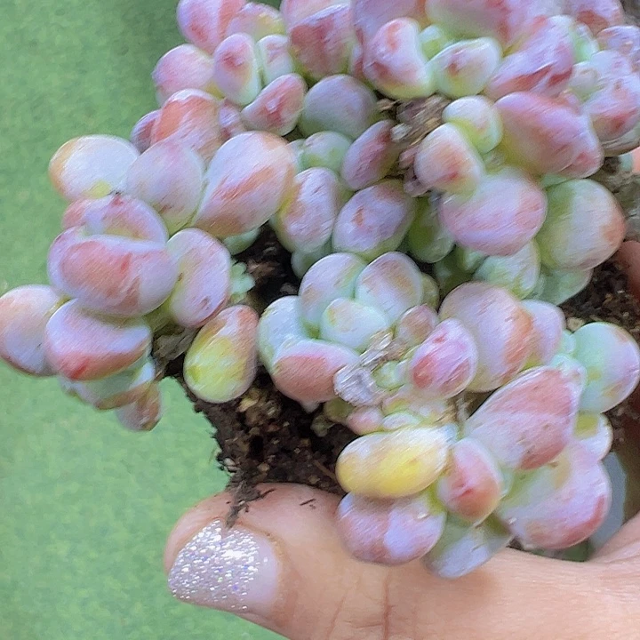 罗琦19包邮多肉植物