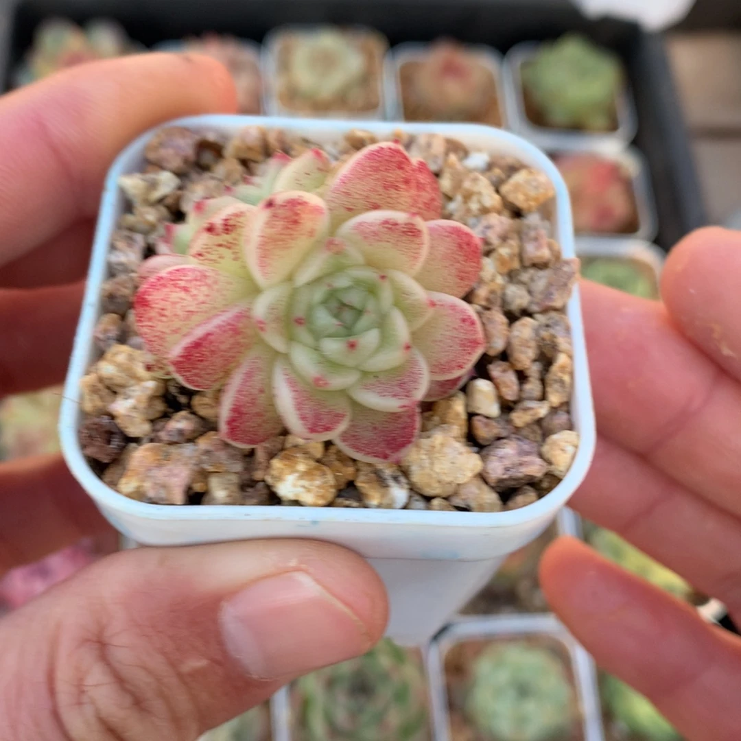 油白体。     双头麦秆。    多肉33号