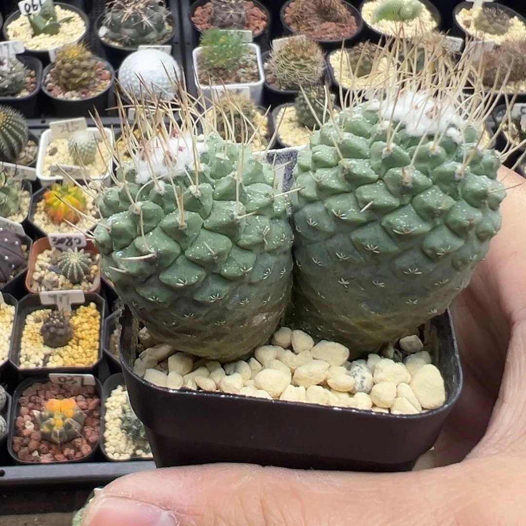 617双头实生菊水仙人球