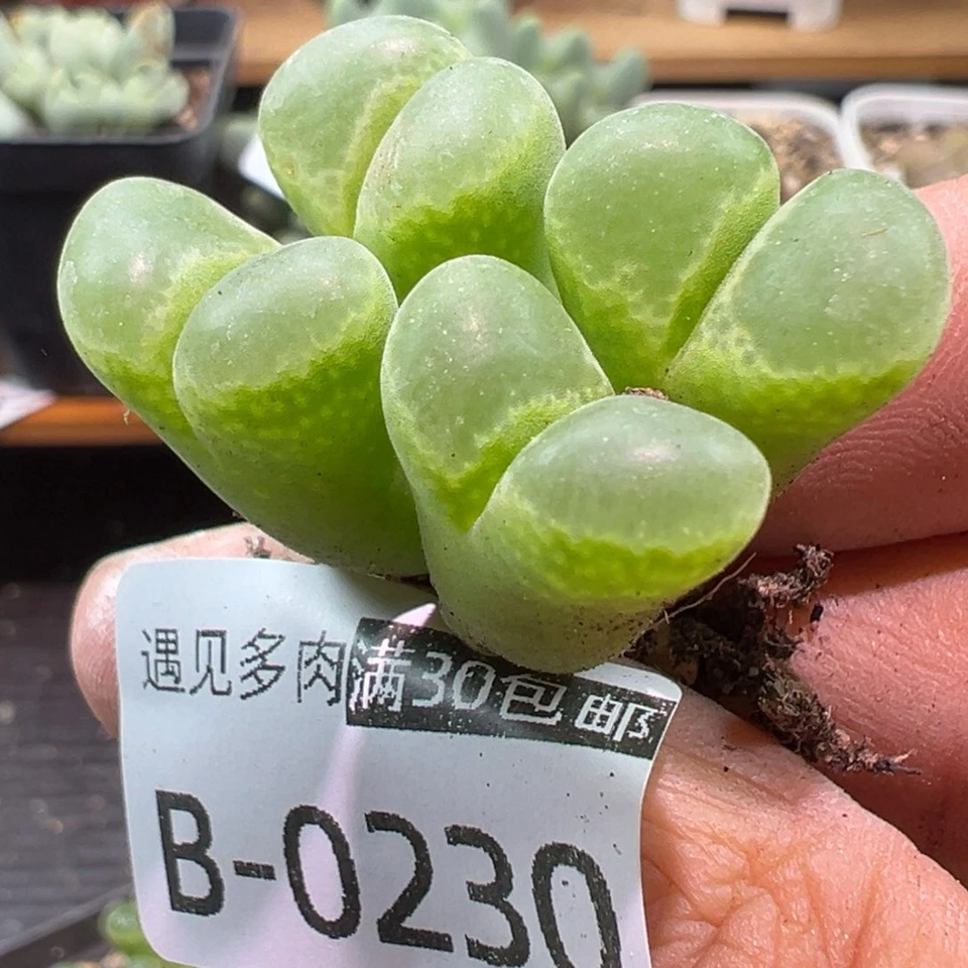 多肉植物111111111111
