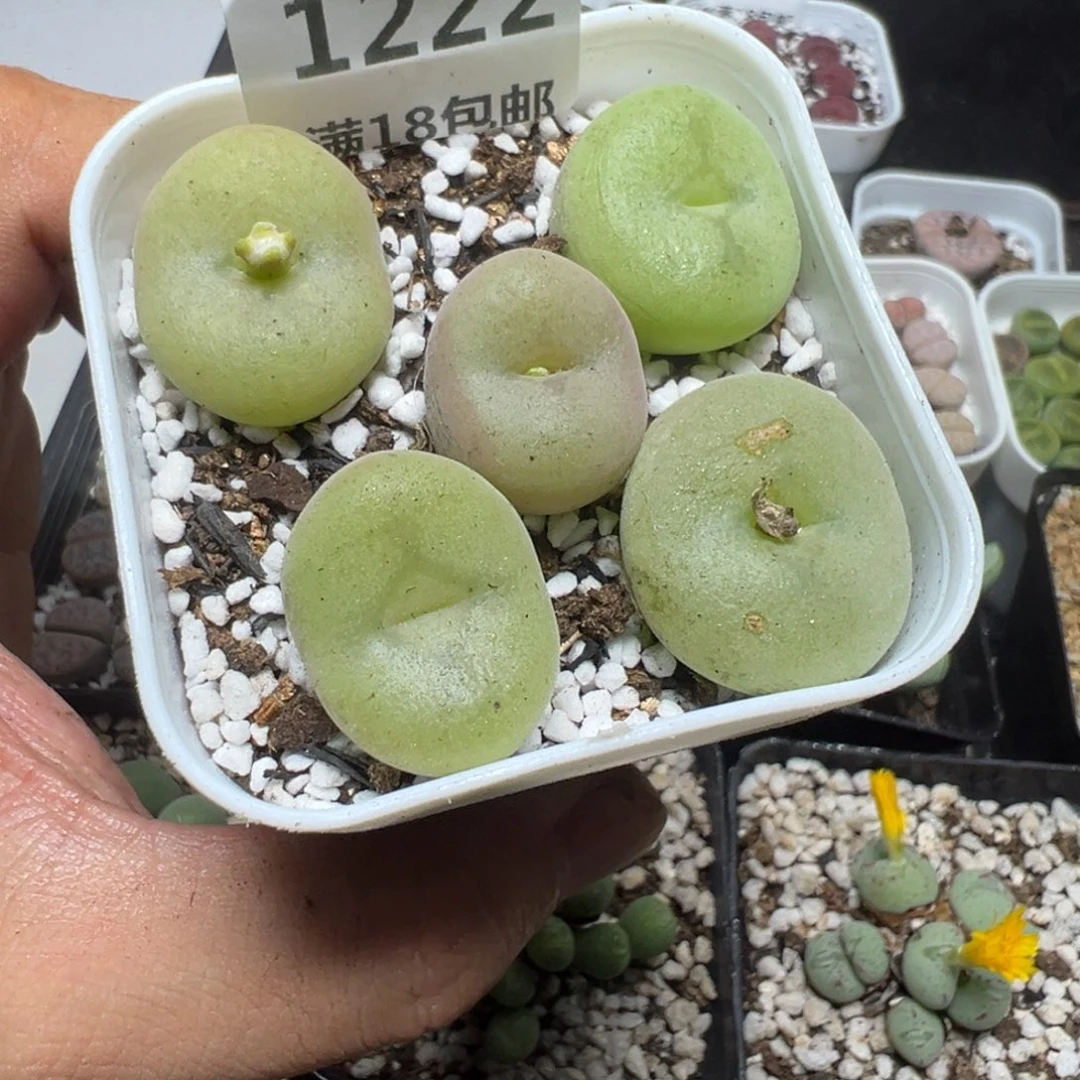 【闪购商品】 1222。