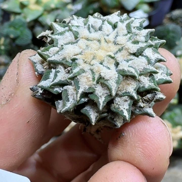 福利自根黑牡丹533