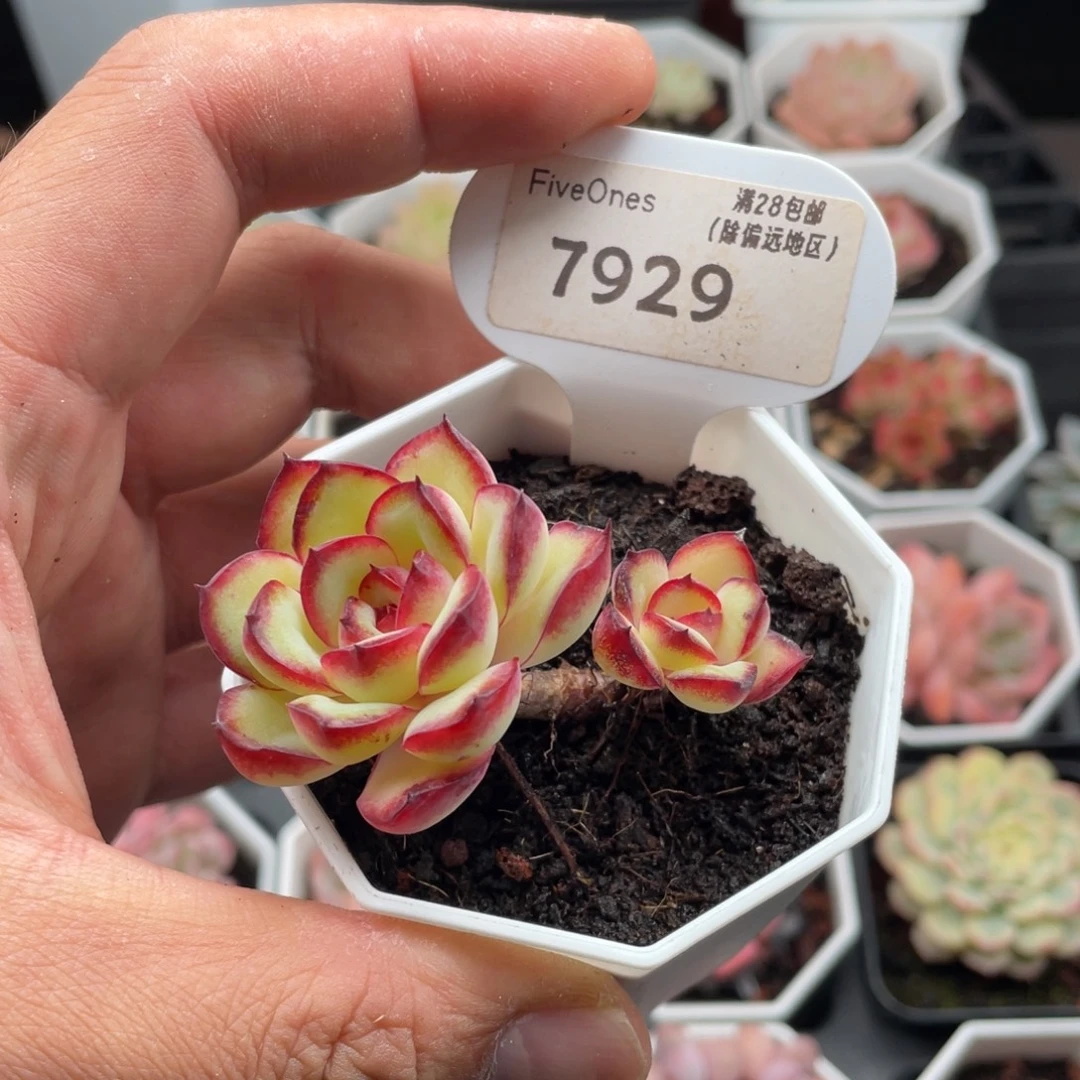 肉酱玫瑰7929-5.5厘米